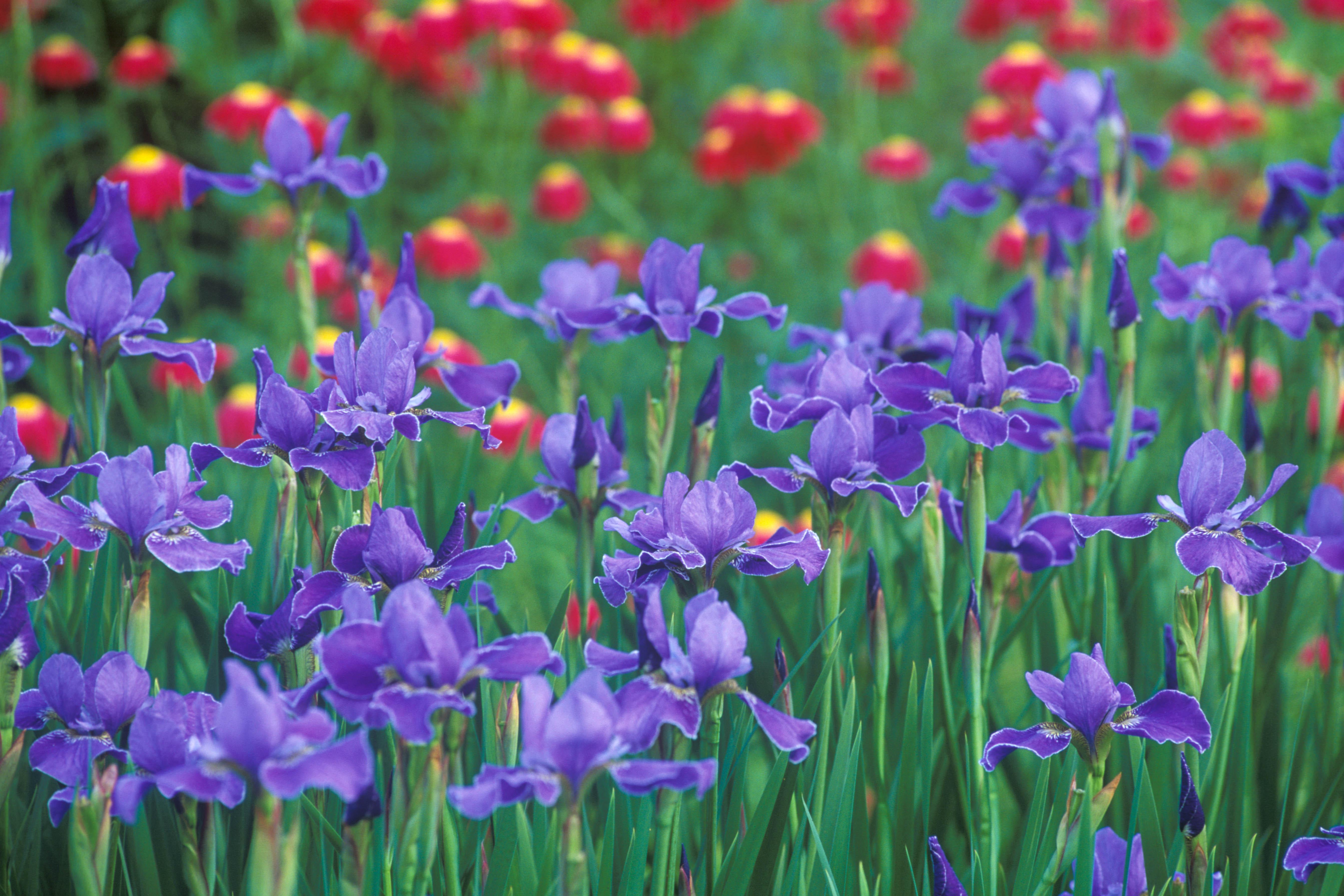 blommande iris i trädgård