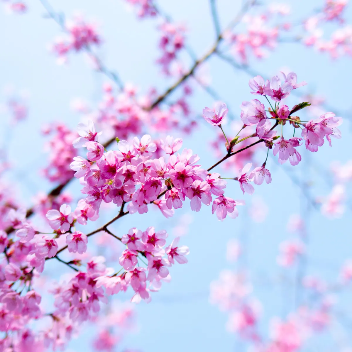 körsbärsträd i blom plantering