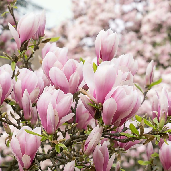 magnolia i full blom