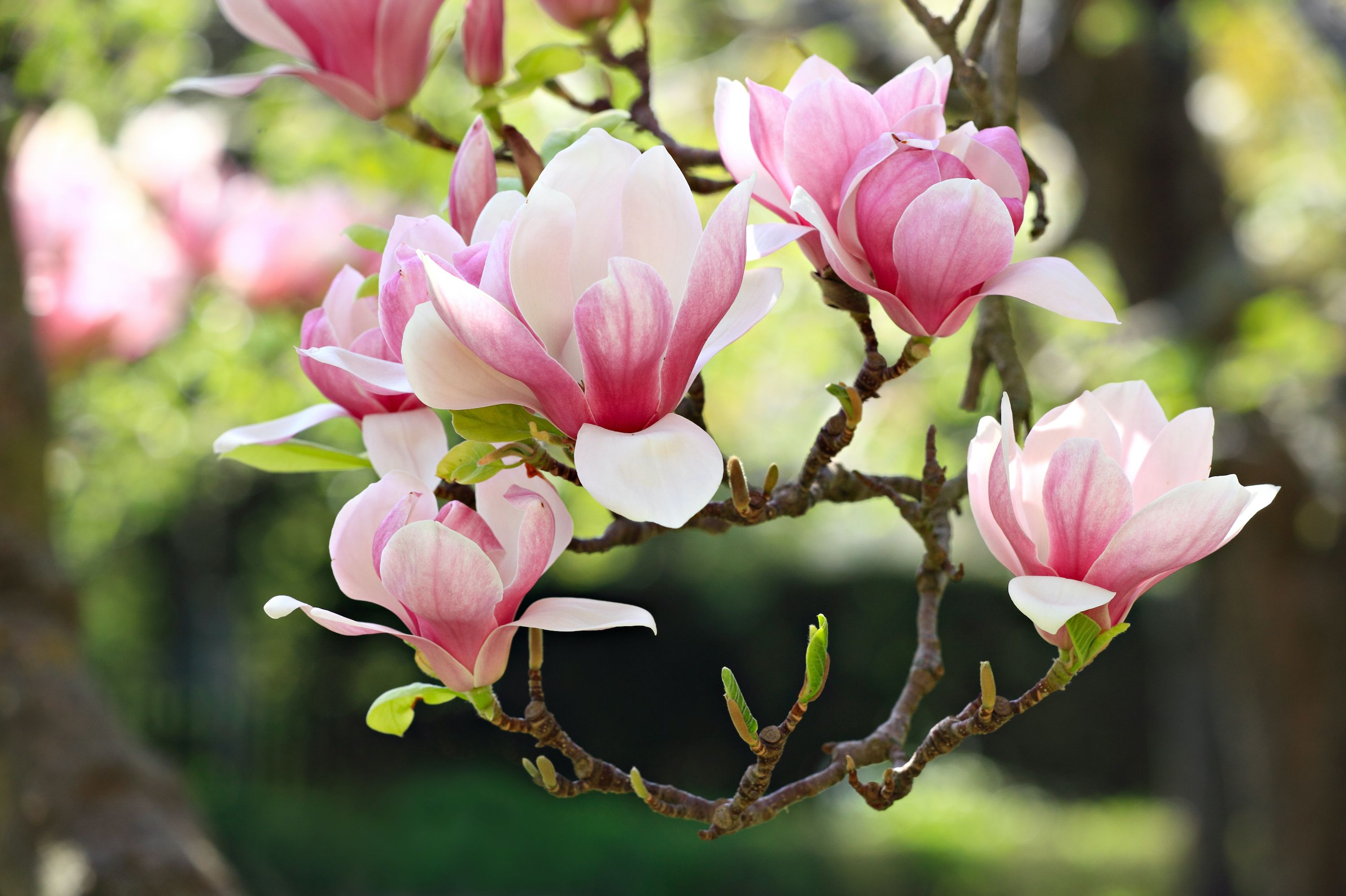 magnoliaträd i blom i trädgården