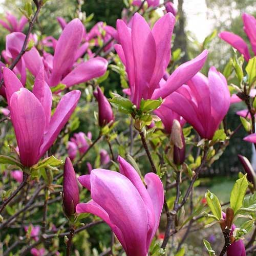 närbild blommande magnolia