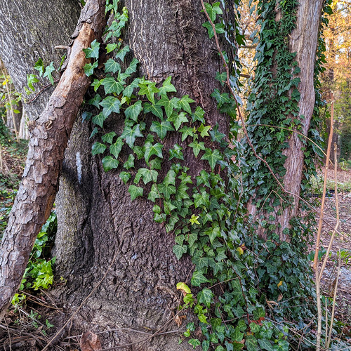 klättrande murgröna på trädstam