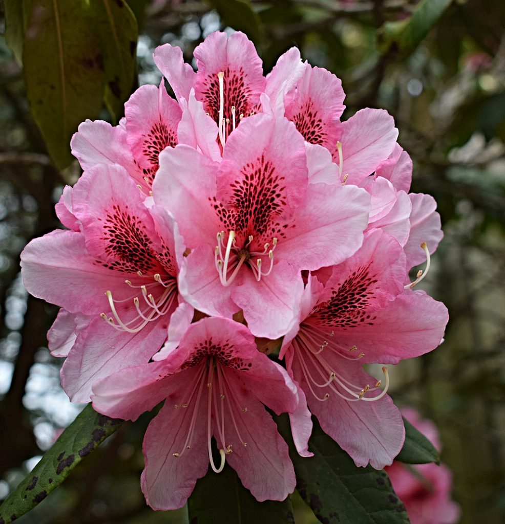rhododendron i full blom