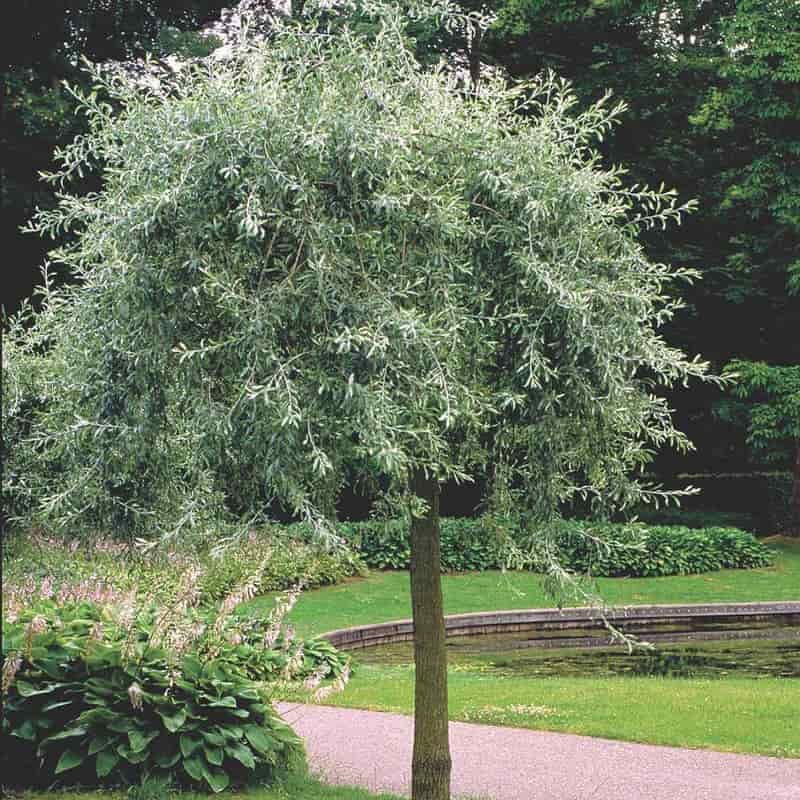 silverpäron i trädgård