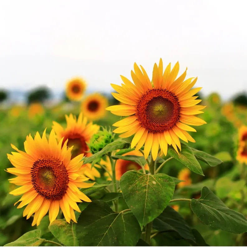 solrosor i full blom på fält
