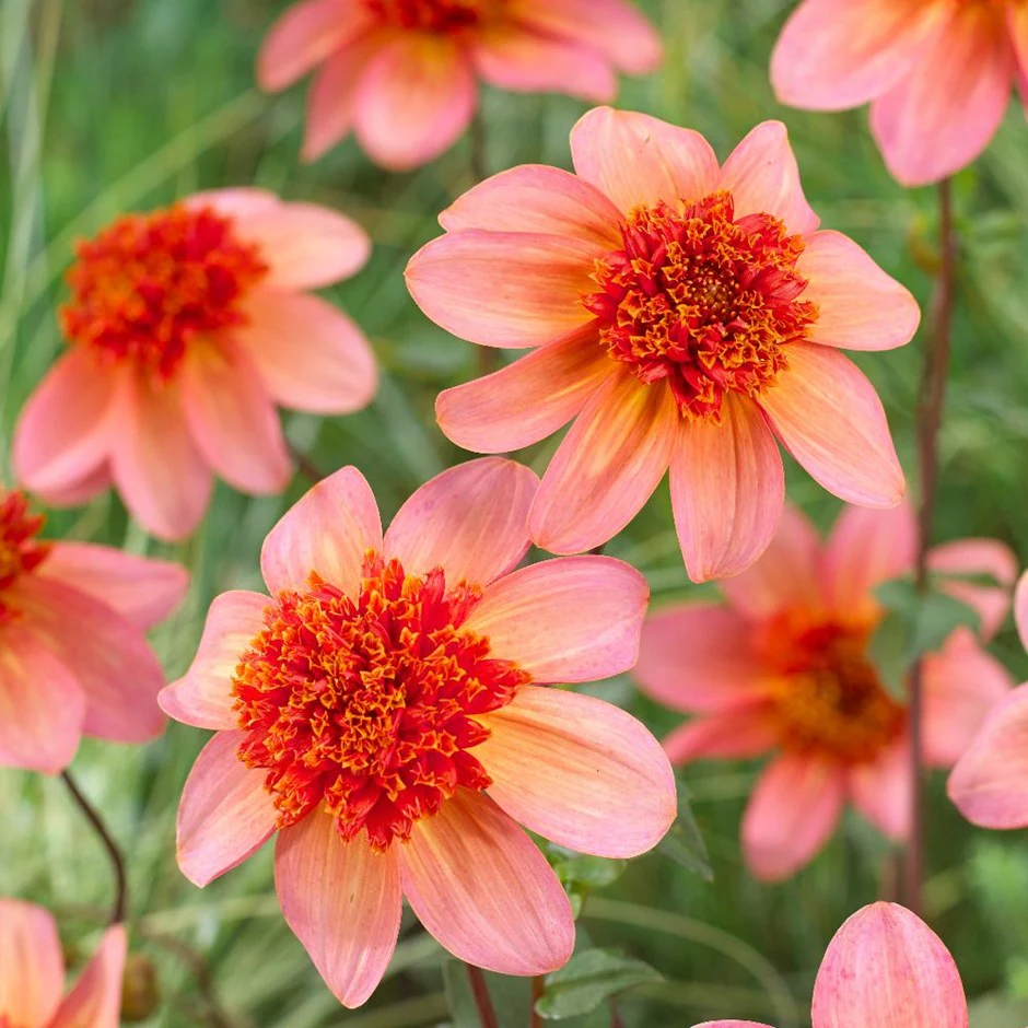 Anemondahlia 'Totally Tangerine'