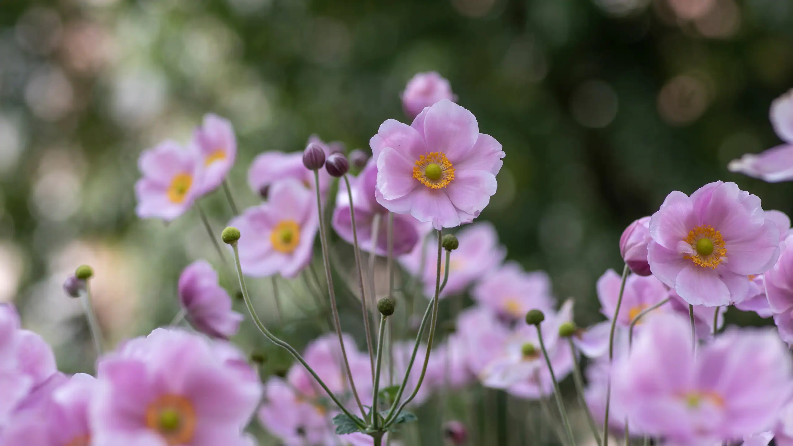 blommande höstanemon i trädgård