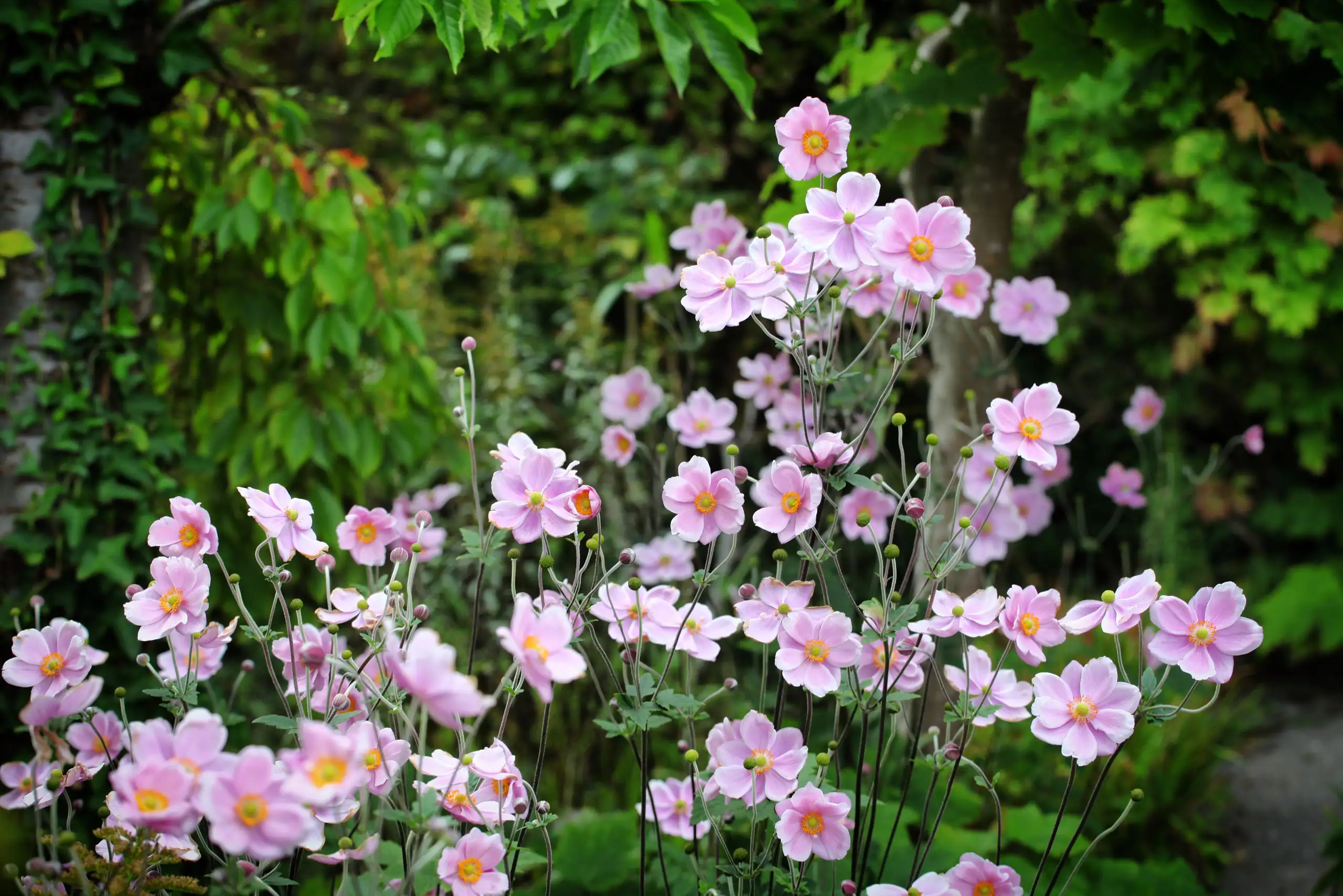 höstanemon i blommande plantering