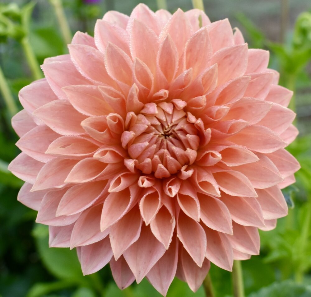 Bolldahlia 'Linda's Baby'