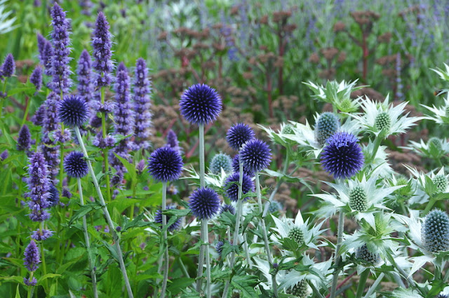 bolltistel blommande i blandad plantering