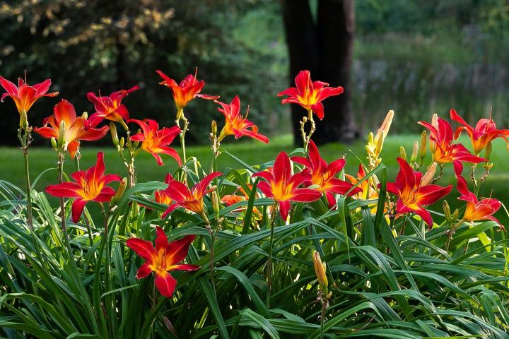 blommande daglilja i planterad trädgård