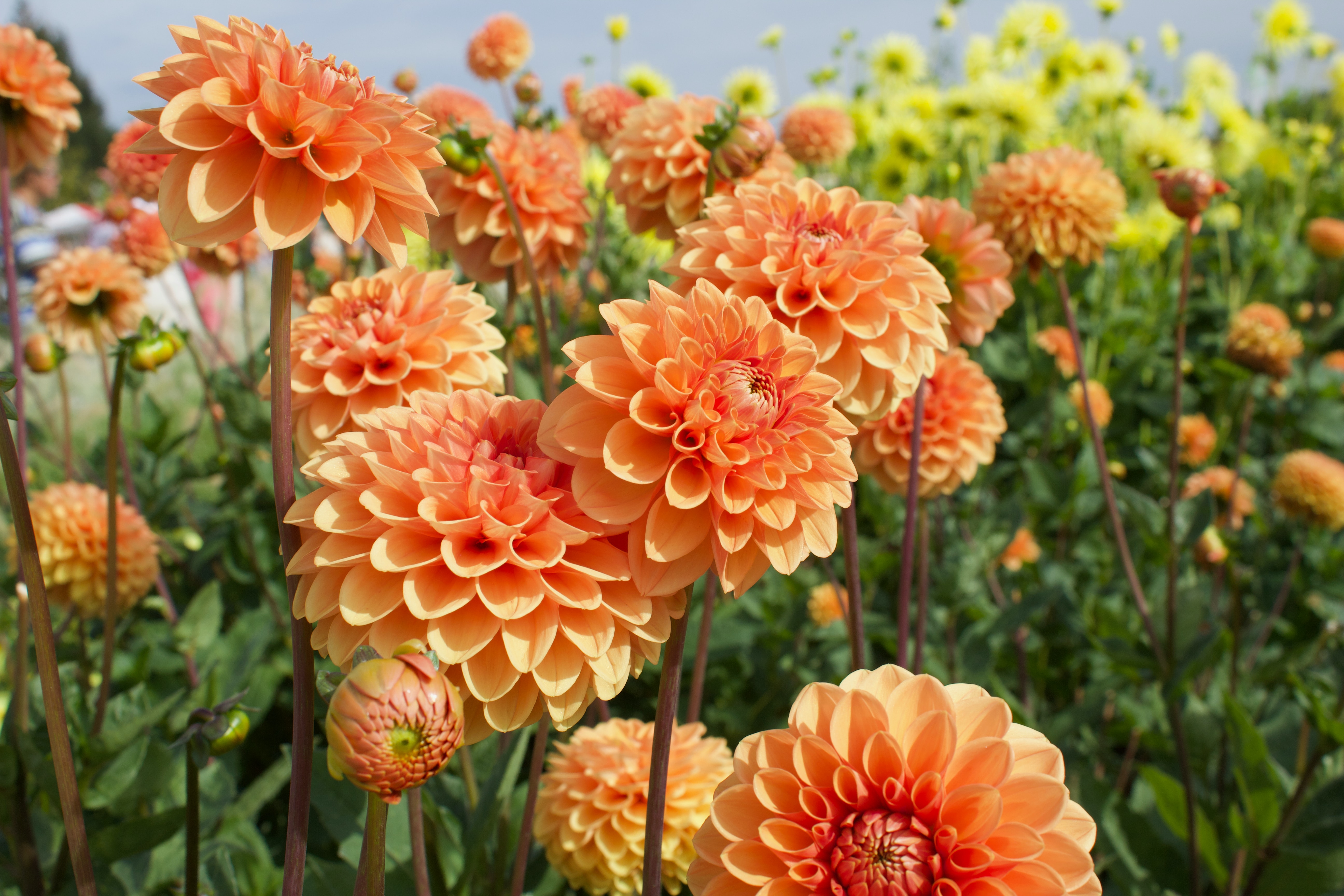 orange dahlia i trädgård