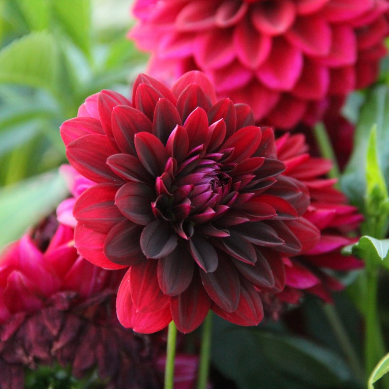 blommande dahlia i plantering