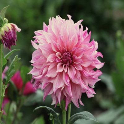 Dekorativdahlia 'Lavender Perfection'