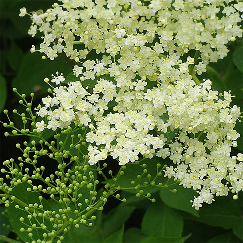 blommande fläder i rabatt