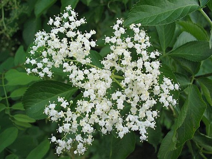 blommande fläder i trädgård