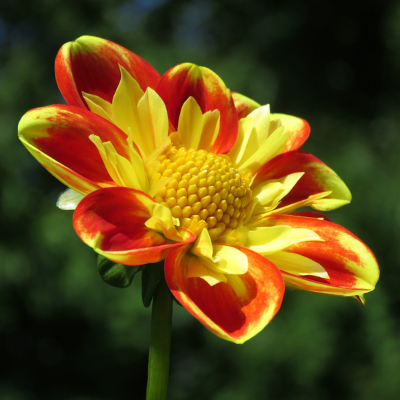 Halskråsdahlia  'Pooh – Swan Island'