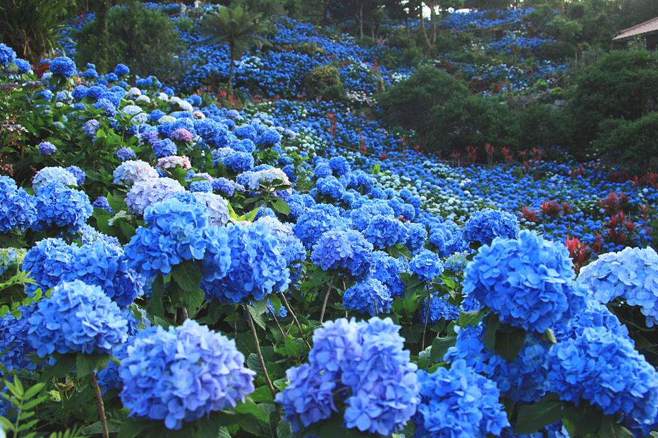 blommande hortensia fält välskött