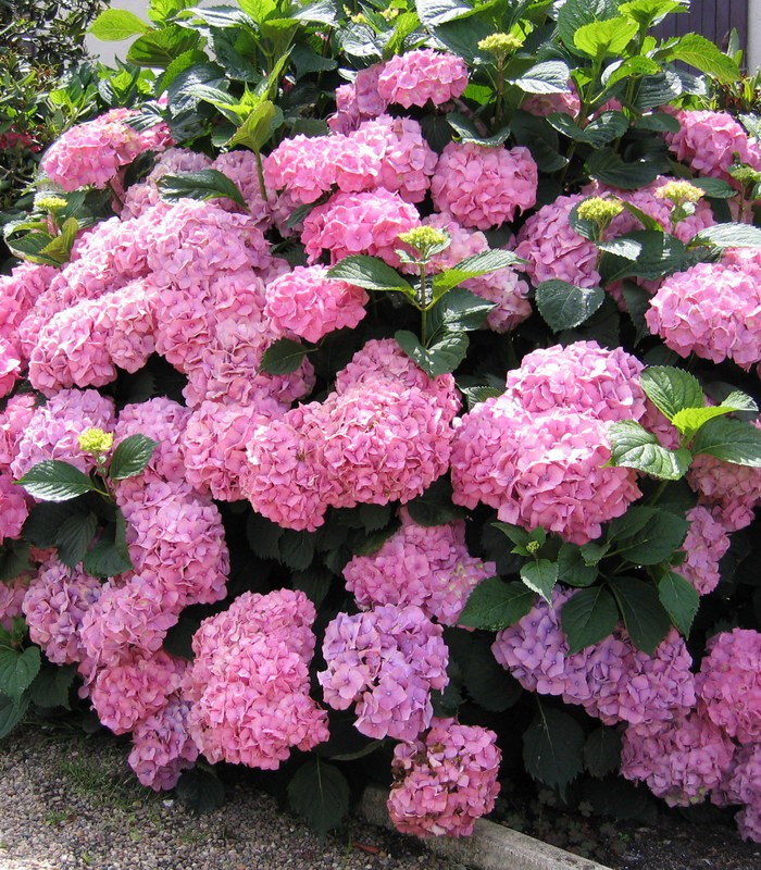 blommande hortensia i trädgården