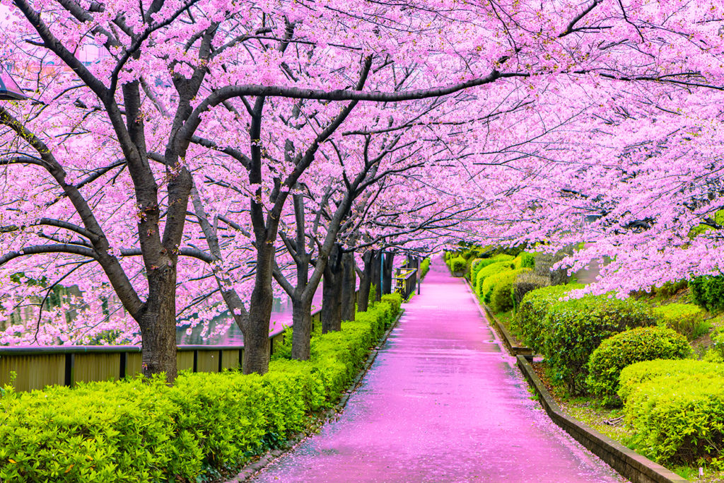 Japanskt körsbärsträd i full blom