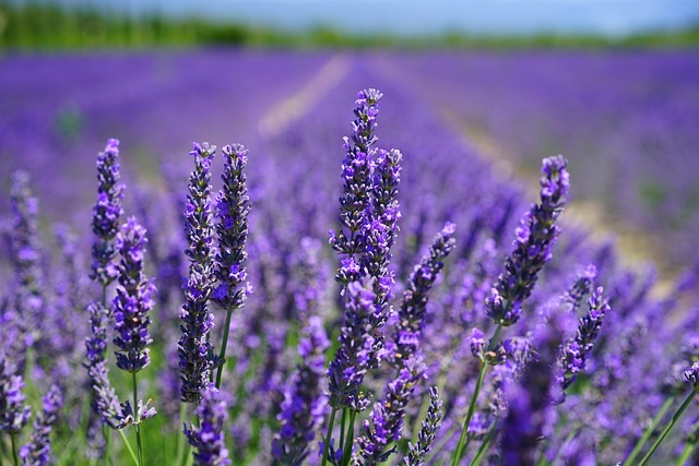 blommande lavendel fält