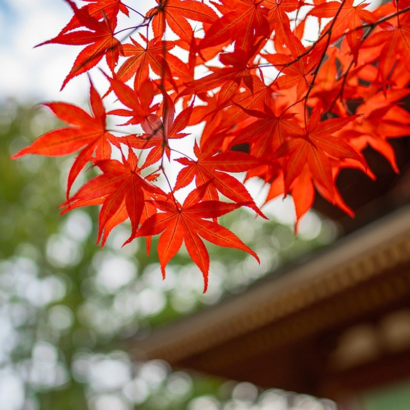 närbild japansk lönn höstfärg