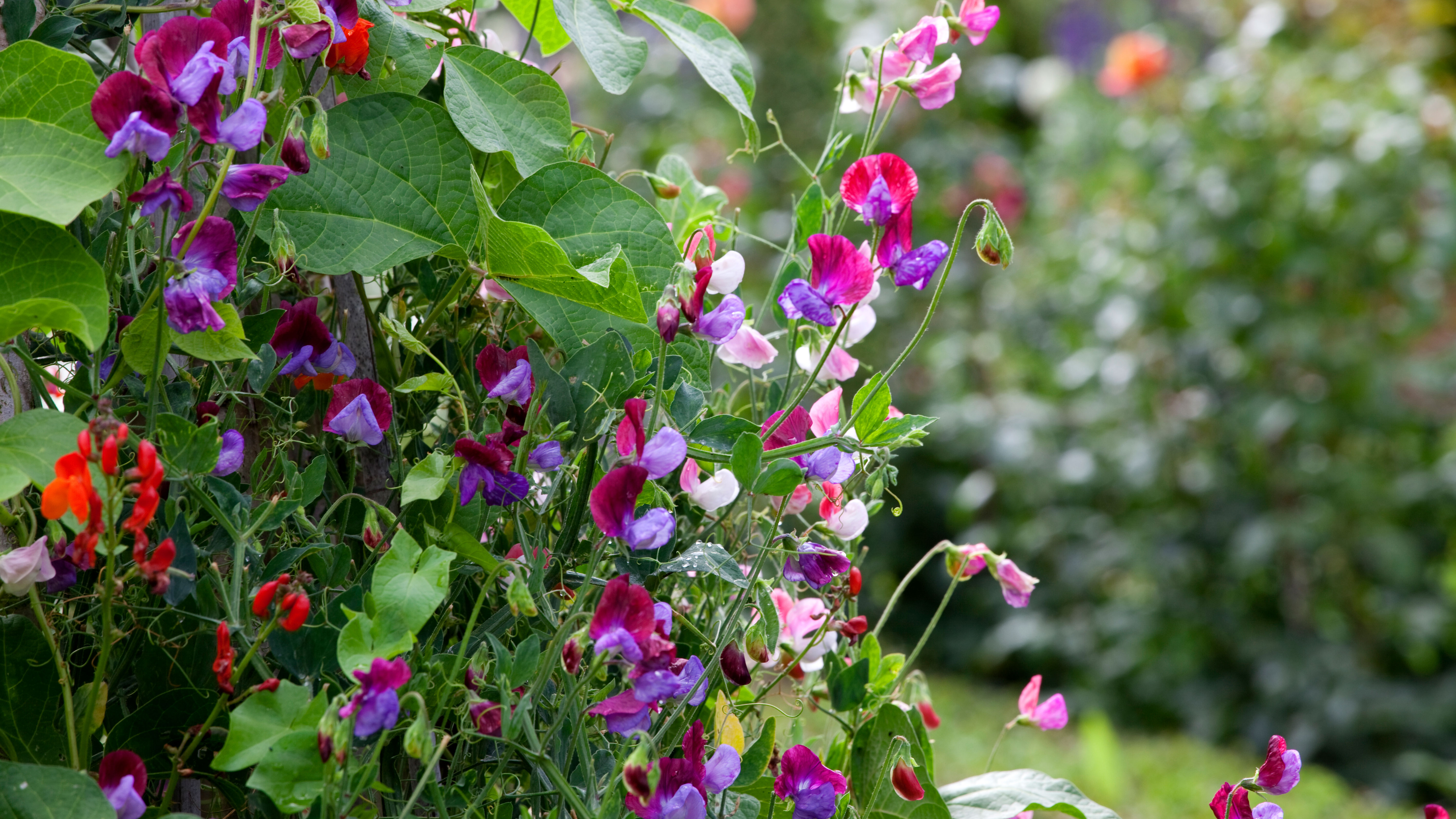 blommande och klättrande luktärt i trädgården