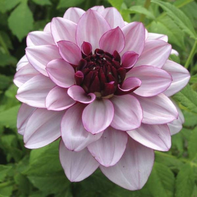 Näckrosdahlia 'Crème de Cassis