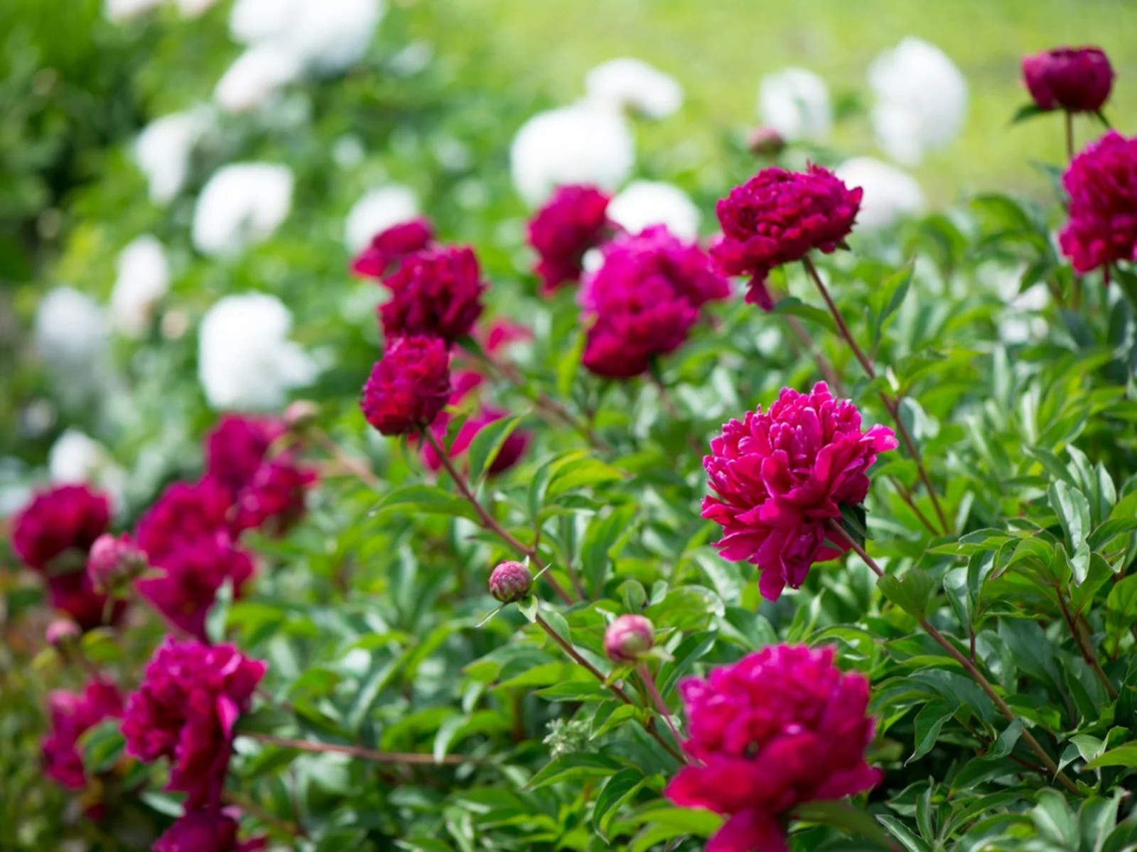 blommande pion i trädgårdsrabatt