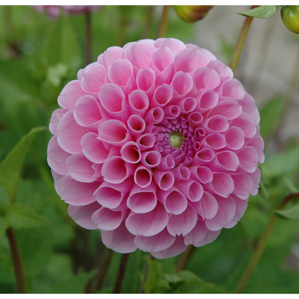 Pompondahlia 'Ilse'