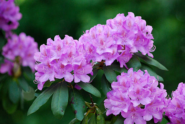 blommande rhododendron i trädgården