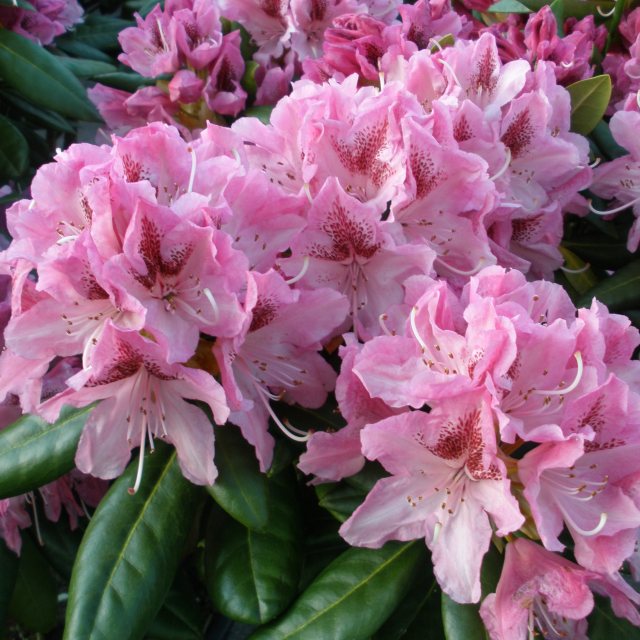 blommande rhododendron i trädgård