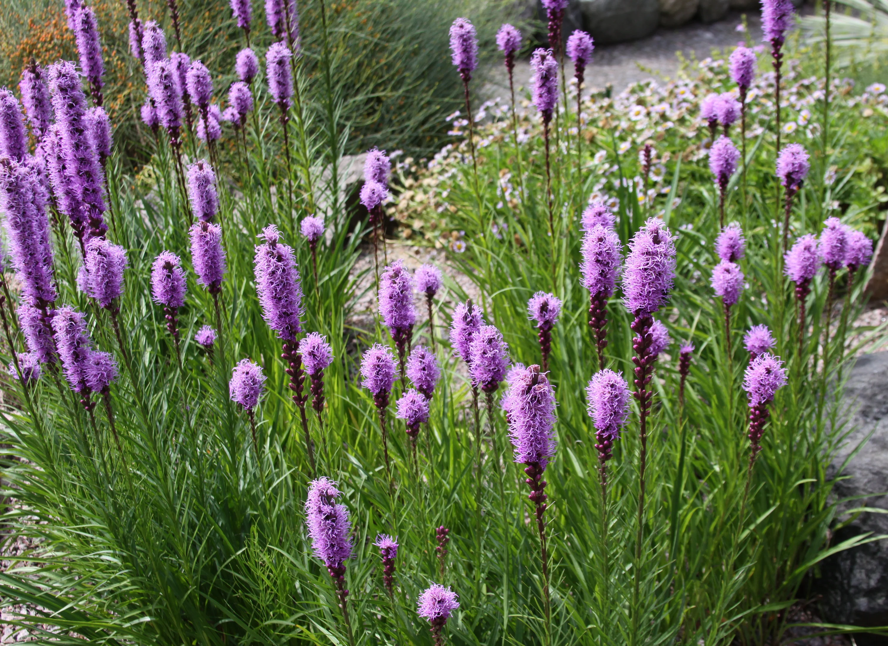 blommande rosenstav i rabatt