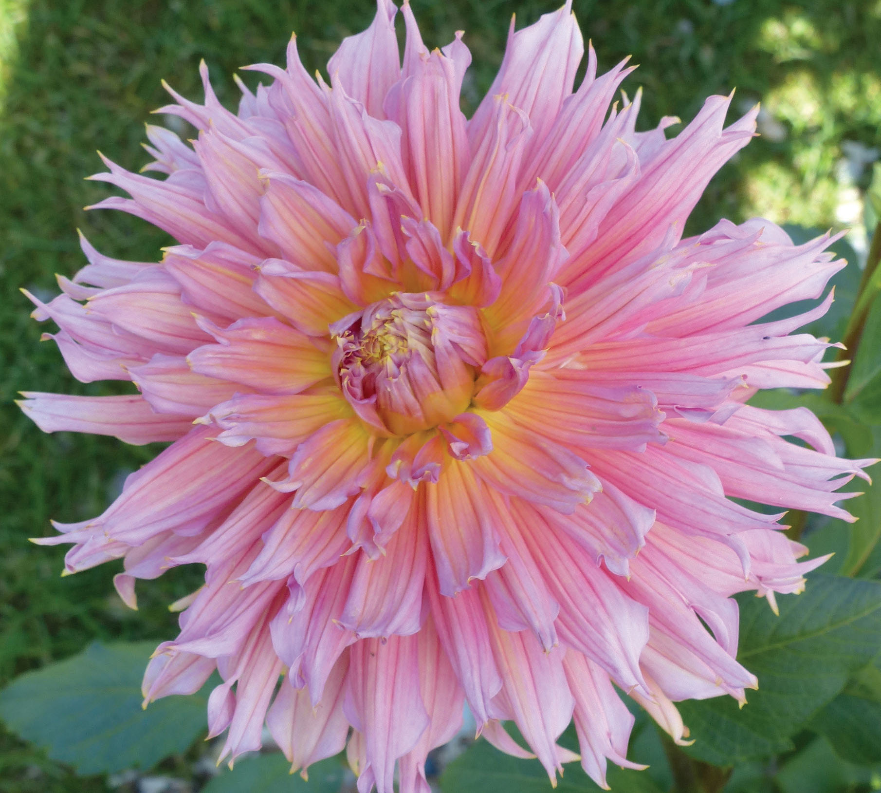 Dahlia 'Cabana Banana'