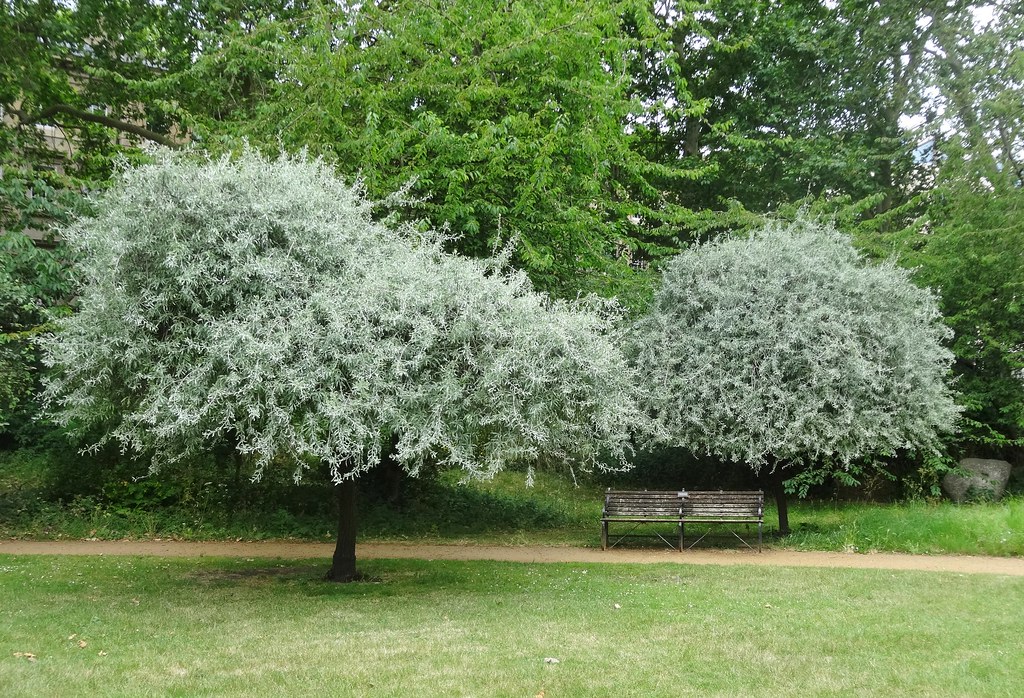 grönskande silverpäron i trädgård