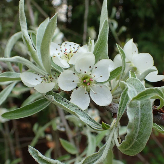 närbild på blommande silverpäron