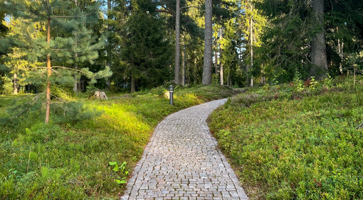 lavendel i trädgård