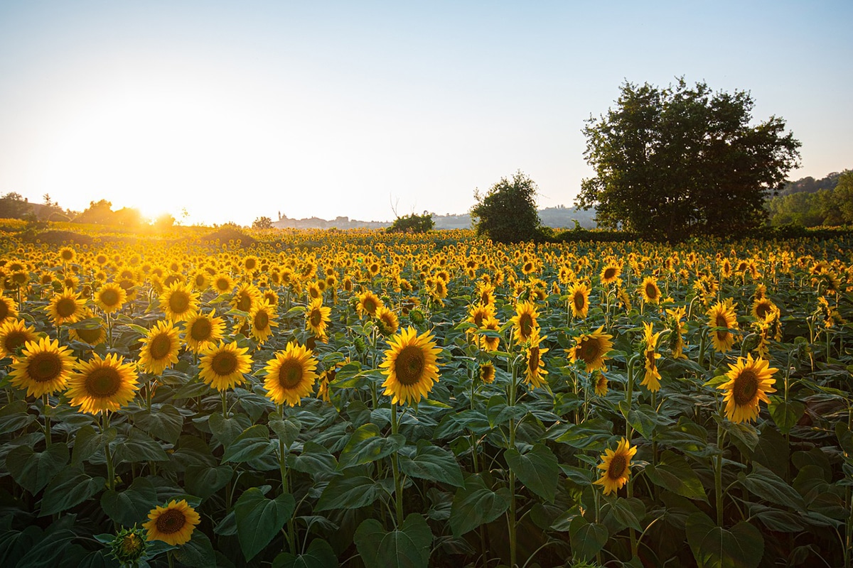 blommande solros fält