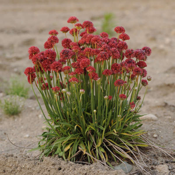 blommande strandtrift i sand dyn