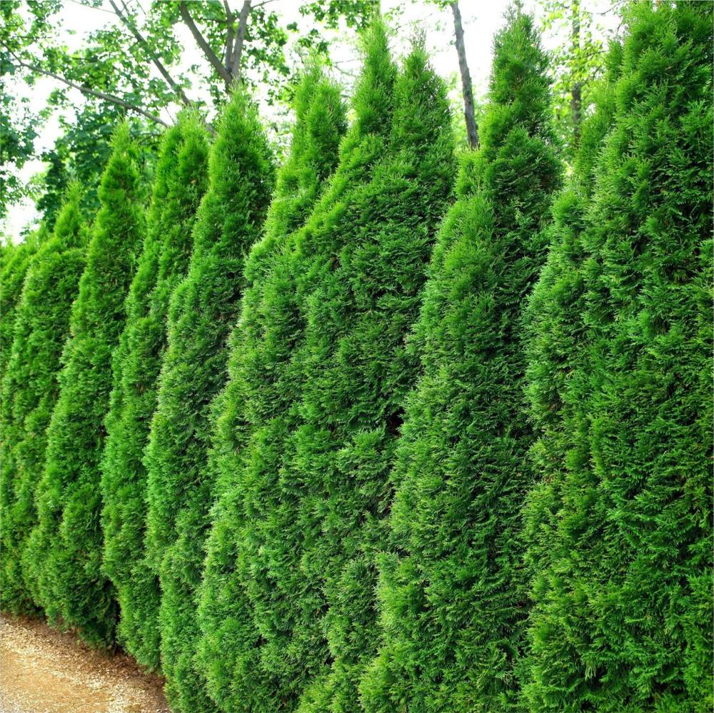 tujahäck i plantering