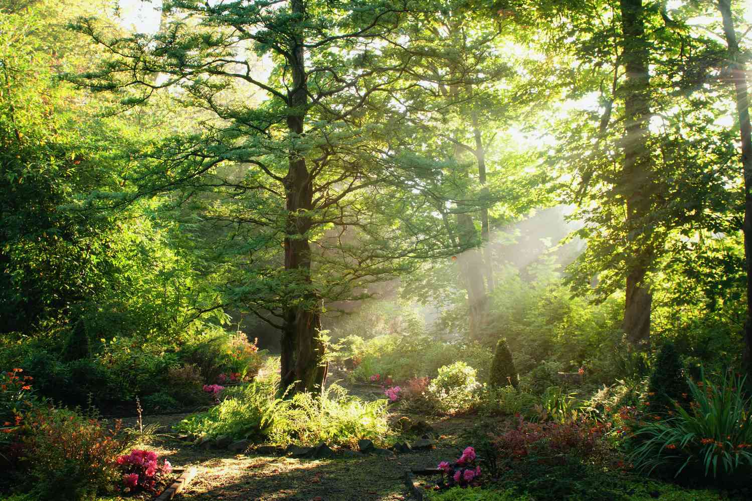 grönskande woodland med planteringar