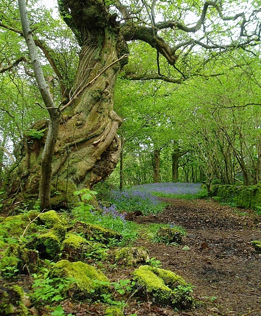 woodland i grönska